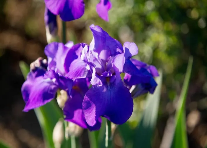 In With Pool And Val Di Chiana View *