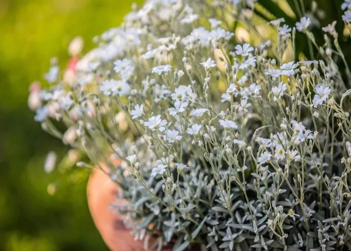 Villa In With Pool And Val Di Chiana View *