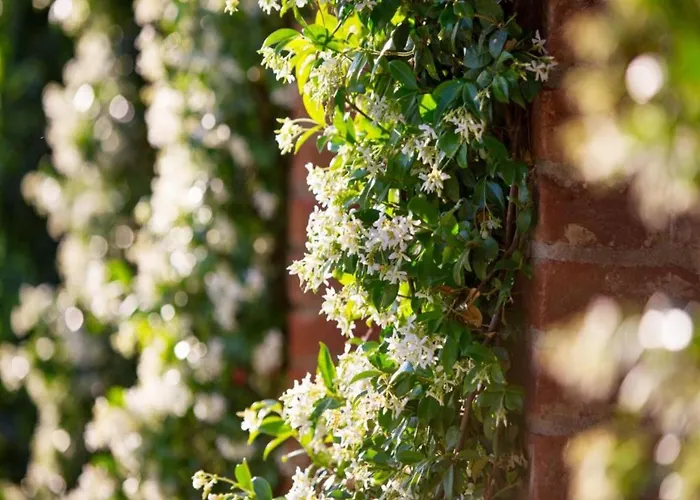 Villa In With Pool And Val Di Chiana View Cortona